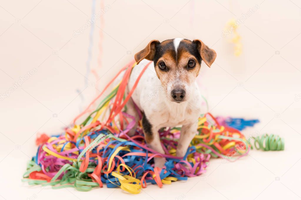 Party Dog. Jack Russell ready for carnival