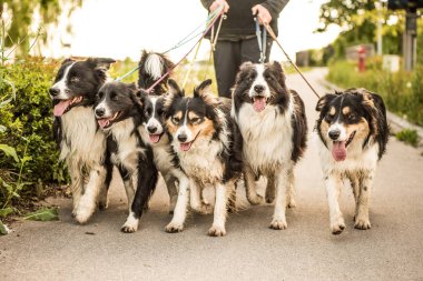 Wald bir leash üzerinde birçok köpek ile. Boerder collies bir sürü