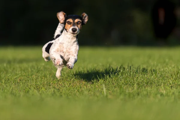 small cute old dog runs and flies over a green meadow in spring