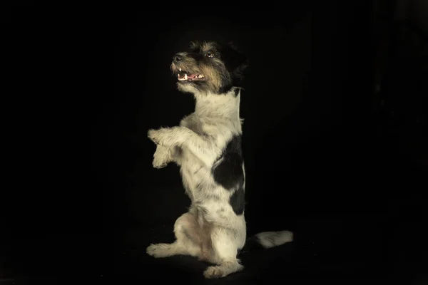 Pequeño bonito Jack Russell Terrier está de pie en las patas traseras u —  Fotos de Stock