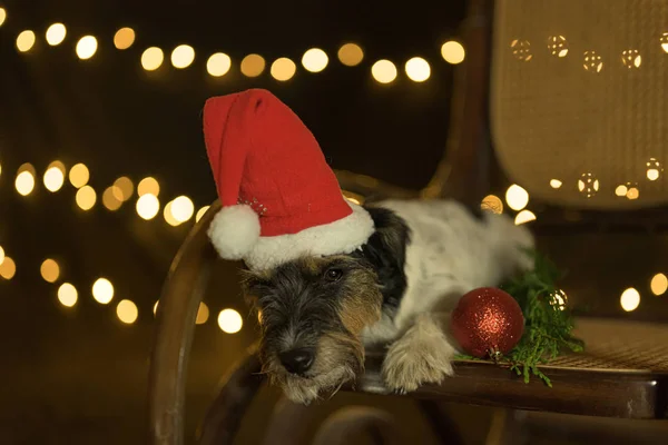 Kleiner niedlicher Weihnachtsjack Russell Terrier Hund liegt auf einem Chai — Stockfoto