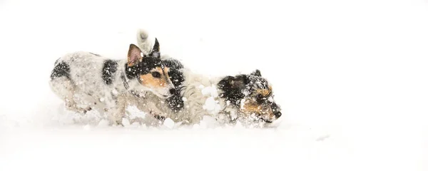 Собака Джека Рассела в снегу. Милый смешной пес бежит — стоковое фото