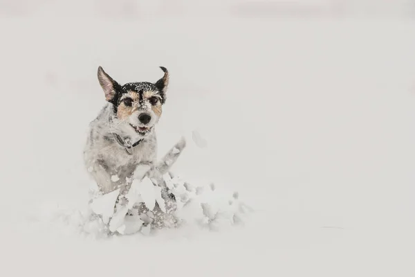 Jack Russell Terrier cão na neve. Cães engraçados correndo em fron — Fotografia de Stock