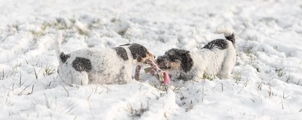 Два Джека Рассела Терьера играют зимой на лугу в снегу — стоковое фото