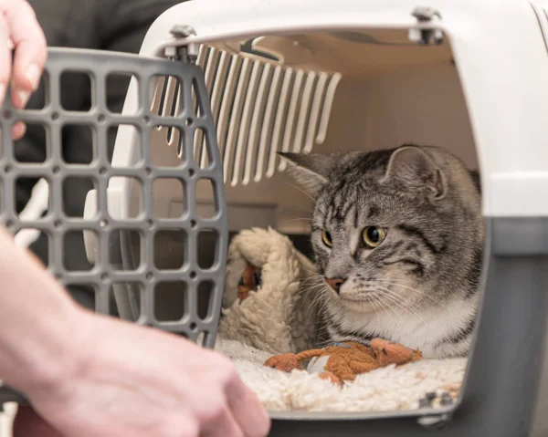 Cute cat in een transportbox voor veilig transport. — Stockfoto