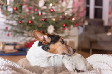 Noel Jack Russell Terrier köpek Mesih'te yan bakıyor