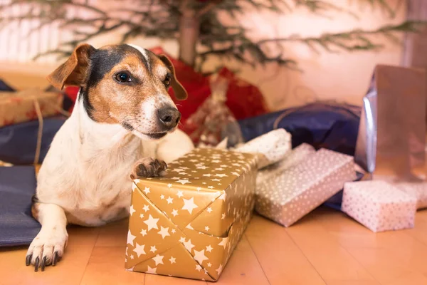 クリスマス犬 - ジャック・ラッセル・テリア — ストック写真