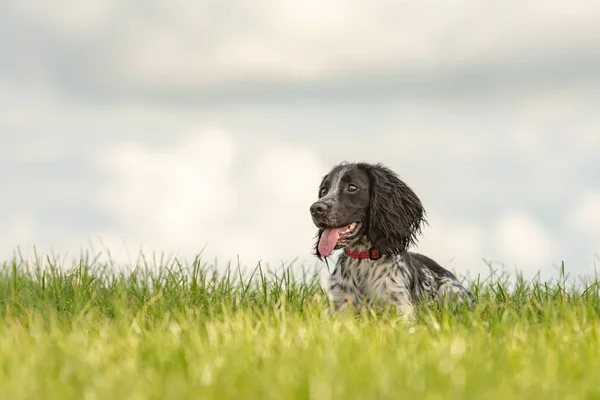 Śliczne młode dumny angielski Springer spaniel pies leży w GR — Zdjęcie stockowe