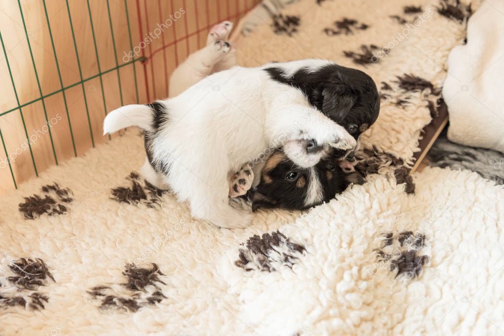 Small Jack Russell Terrier puppy dogs 4 weeks old. Young sibling