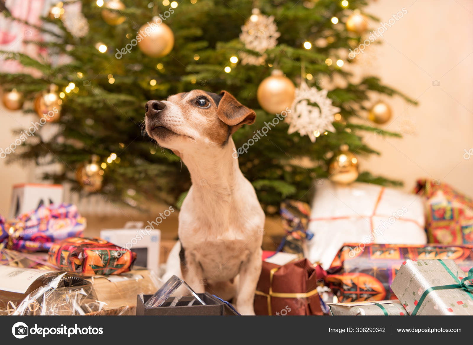 Jack Russell Terrier 11 Jahre Hund sitzt am Weihnachtsbaum