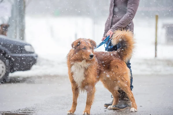 Owner walks in the winter with a dog on a street