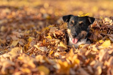 Küçük Jack Russell Terrier köpek sonbahar bırakın eğlenceli bir yeri vardır