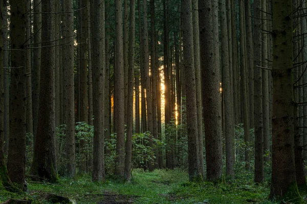 Hermoso bosque a la luz del sol en verano —  Fotos de Stock