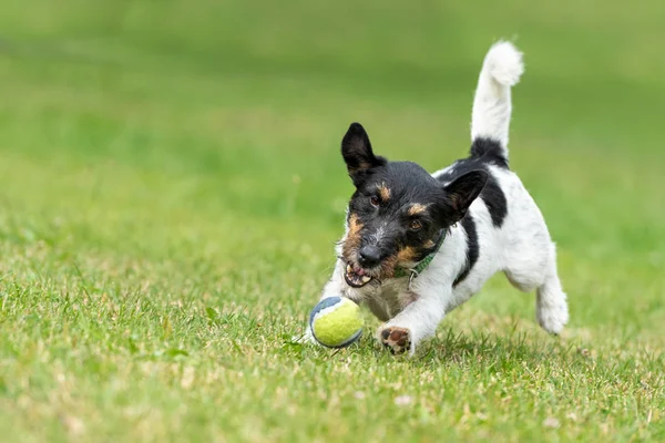 かわいいジャックラッセルテリア男性。アクティブな犬は彼のボールで遊ぶw — ストック写真