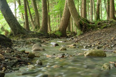 Yeşil bir yaz ormanında güzel yumuşak su akışı. Uzun Fuarlar