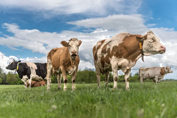 Csorda tehenek egy buja zöld legelőn vagy rét — Stock Fotó