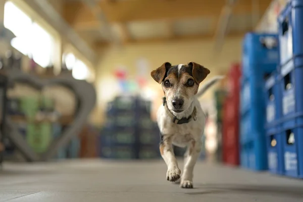 Söt liten hund i shopping marknaden-söt liten Jack Russell ter — Stockfoto