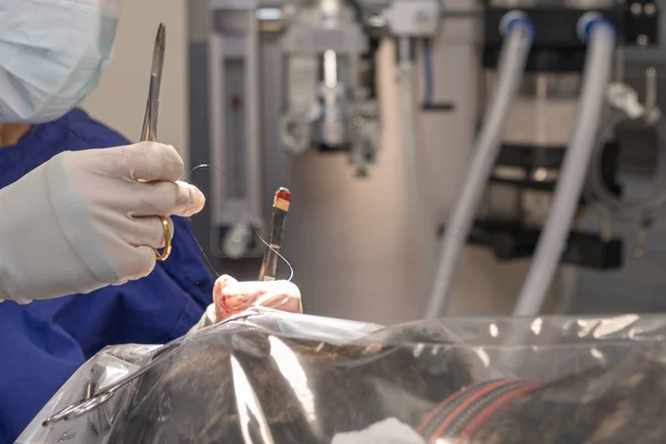 Vet with scalpel just before the operation.Close-up of a woman w