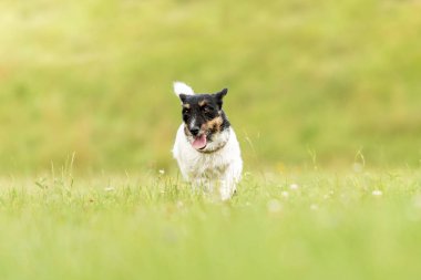 Sevimli küçük yaşlı köpek çalışır ve baharda yeşil bir çayır üzerinde uçar 