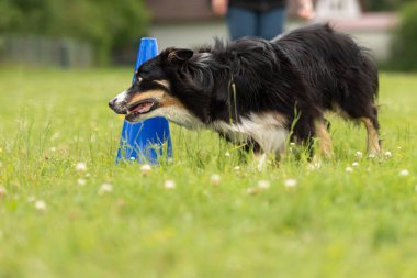 Hızlı Sınır Collie köpek bir koni etrafında çalışır