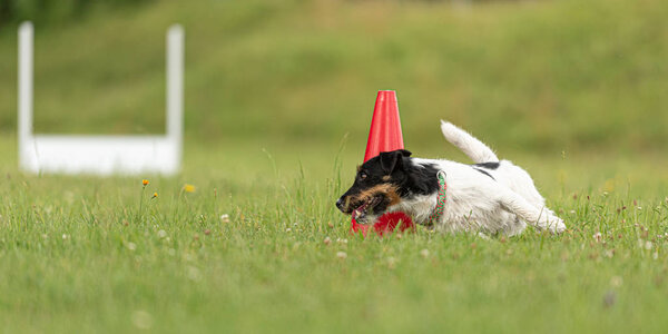 Small Jack Russell Terrier dog runs around a pylon