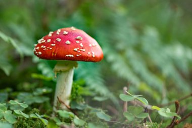 Toadstool mantar yakın, orman zemin üzerinde agaric sinek