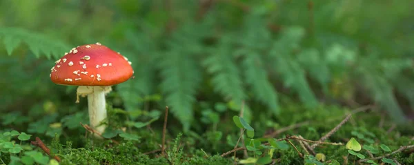 Zbliżenie z tosty grzyby, Fly muchomor na podłodze lasu — Zdjęcie stockowe
