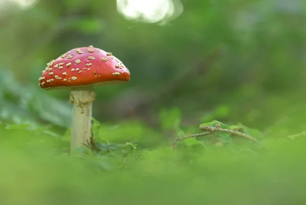 Zbliżenie z tosty grzyby, Fly muchomor na podłodze lasu — Zdjęcie stockowe