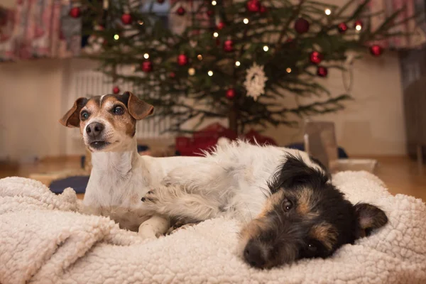 İki Noel köpeği - Jack Russell Terrier — Stok fotoğraf