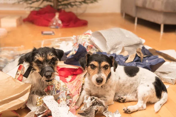 Perros de Navidad. Dos Jack Russell Terrier está mintiendo en muchosregalos — Foto de Stock