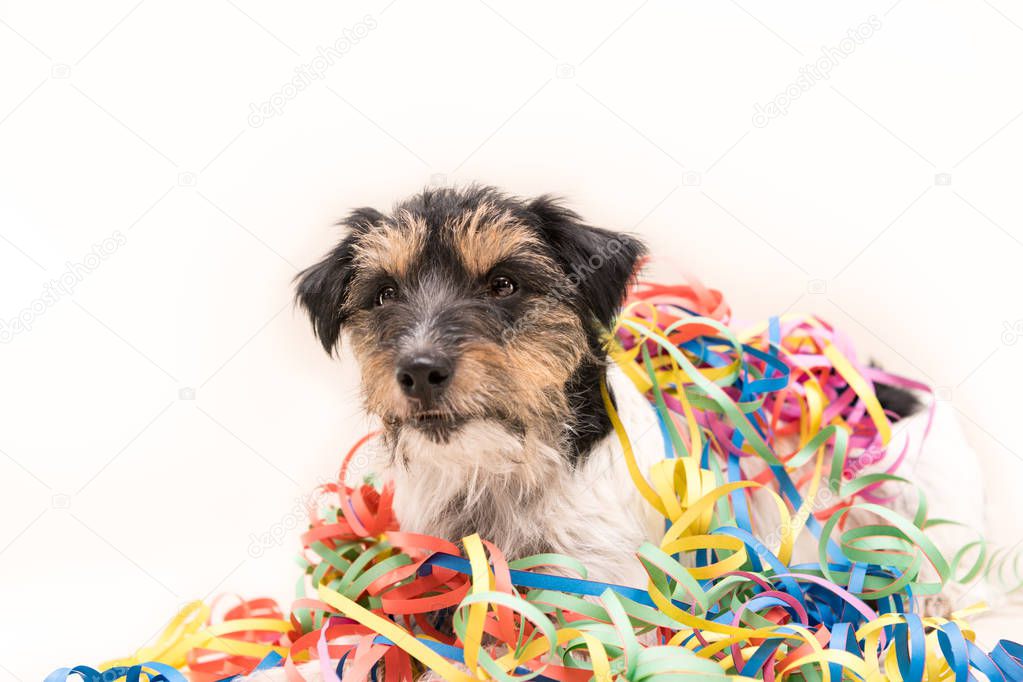   Party Dog. Jack Russell ready for carnival