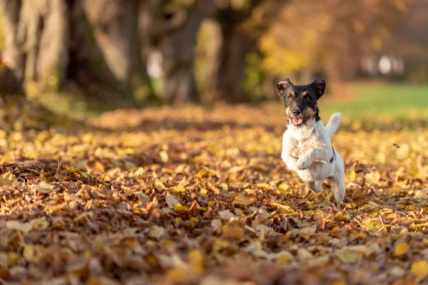 Jack Russell Terrier. Giovane cane carino sta correndo veloce attraverso una t — Foto Stock