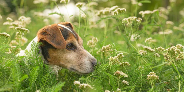 Petit vieux Jack Russell Terrier chien assis dans une floraison moi — Photo