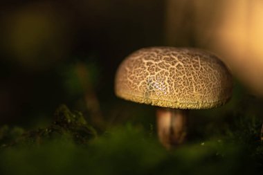 Atmosferik ortamda güzel bir mantar. Latince adı xeroco