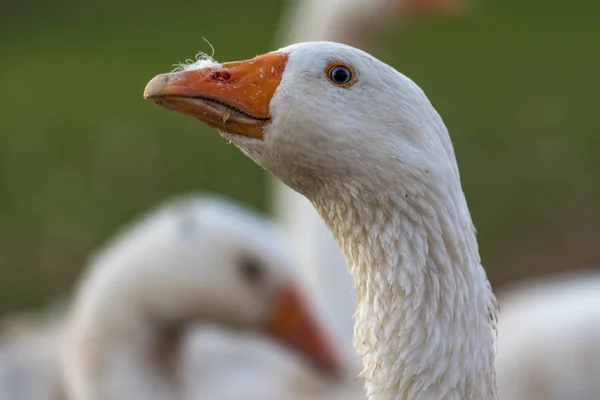 Hermoso ganso blanco en un prado en frente de fondo verde . —  Fotos de Stock