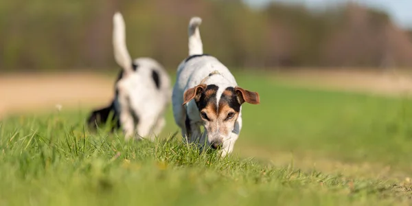 Dva malí Jack Russell teriéři se spojí na stezce na louce v t — Stock fotografie