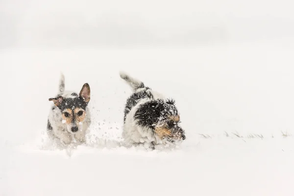 Jack Russell Terrier cão na neve. Cão engraçado bonito está correndo — Fotografia de Stock