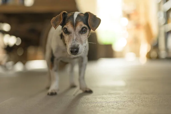 Söt liten Jack Russell Terrier 13 år gammal står på til — Stockfoto