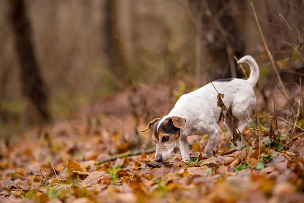 Jack Russell Terrier pies w lesie — Zdjęcie stockowe