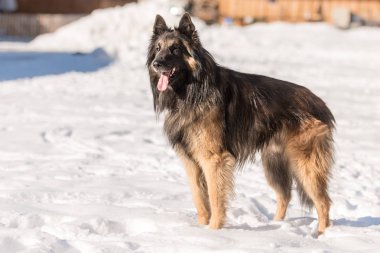 Safkan Tervueren köpek bakıcısı 