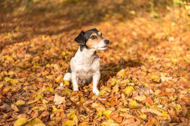 Sonbahar ormanında sevimli bir köpek - Jack Russell Terrier