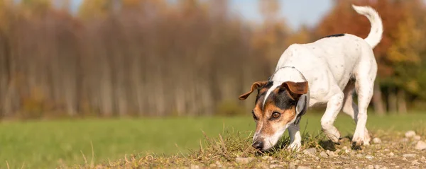 Küçük safkan Jack Russell Terrier Köpeği. Şirin köpek düşüyor.