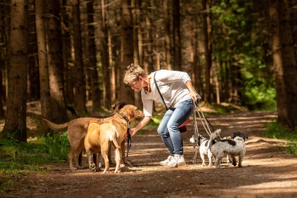 Caminhe com muitos cães em uma coleira. Caminhante com cão diferente br — Fotografia de Stock