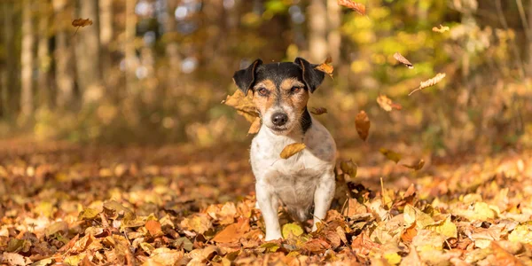 Słodki pies w jesiennym lesie - Jack Russell terrier — Zdjęcie stockowe
