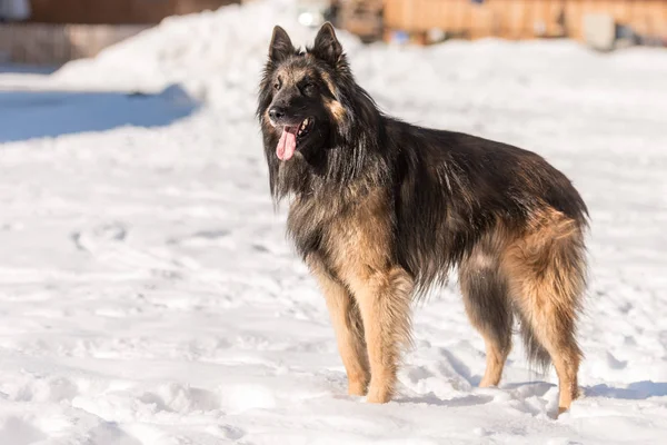 Purebred Tervueren hund ist stående — Stockfoto