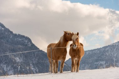 Kış çayır ve dağ zirvelerinde iki Haflinger atları 