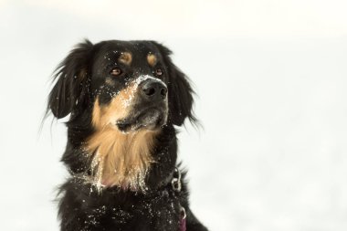Beyaz bir kış arka plan köpek portresi. bernese dağ köpeği.