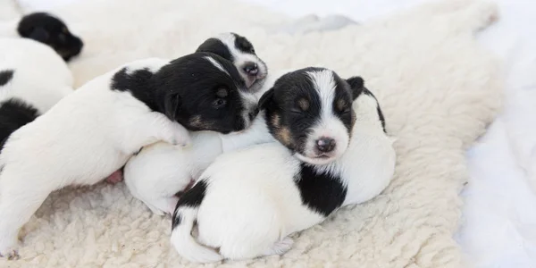 Cute Jack Russell Terrier szczeniąt psów 12 dni. Miot zrobić — Zdjęcie stockowe