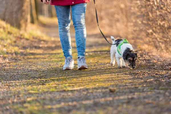 Kadın küçük, sevimli, itaatkar Jack Russell Terrier ile yürüyor.