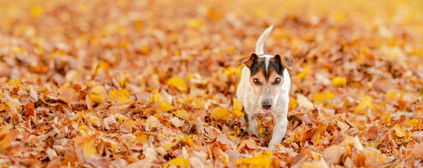 Carino piccolo Jack Russell Terrier cane ha un sacco di divertimento in autunno — Foto Stock